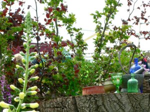 Apothecary Plant images