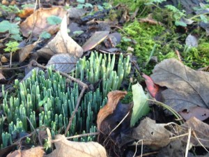 snowdrop shoots