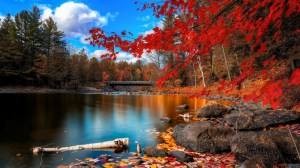 red-autumn-leaves-water